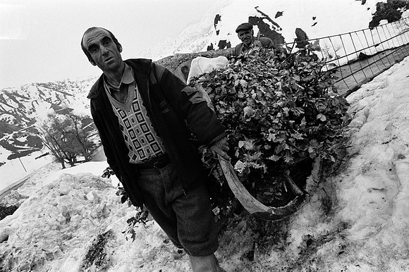Hauling Winter Feed - near Ovacik, eastern Turkey (2006)
