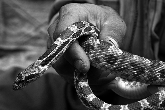 Yezidi Snake Handler - Lalish, Iraqi Kurdistan (2010)